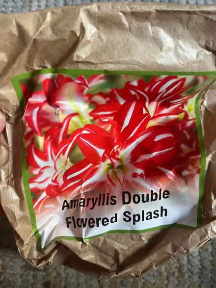 Photo of free Amaryllis bulb (Bletchley MK2) #1