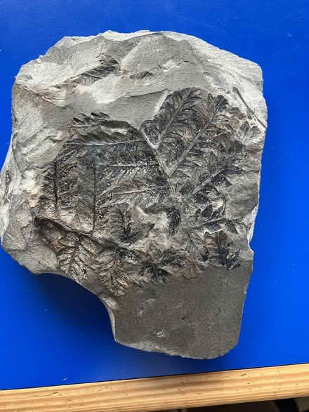 Photo of free Fossil! (Hailsham BN27) #1