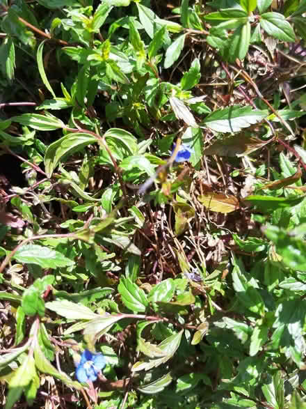 Photo of free Ajuga Reptans plants (Somerton TA11) #1