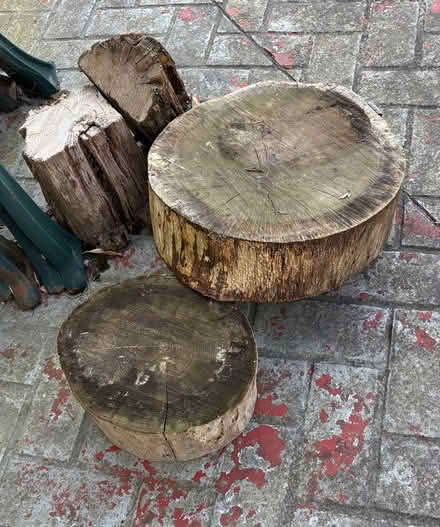 Photo of free Logs (Bexhill TN39) #1