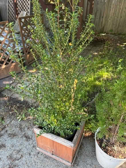 Photo of free Two shrubs (Roxbury) #2