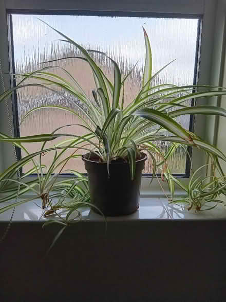 Photo of free Spider plant (Knaphill GU21) #1
