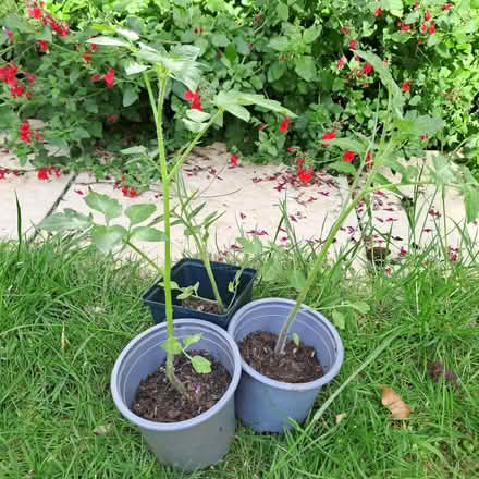 Photo of free Baby plum tomato plants (Orton Waterville PE2) #1