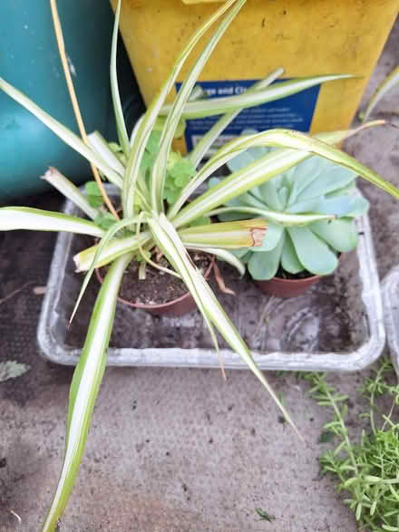 Photo of free Plants (Birkenhead) #1