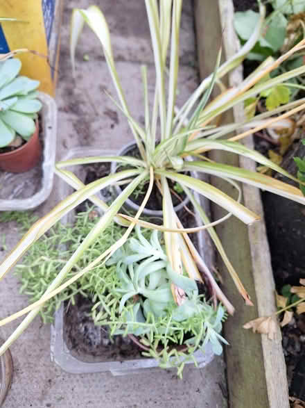 Photo of free Plants #2 (Birkenhead) #1