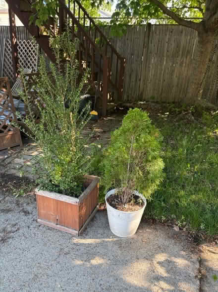 Photo of free Two shrubs (Roxbury) #3
