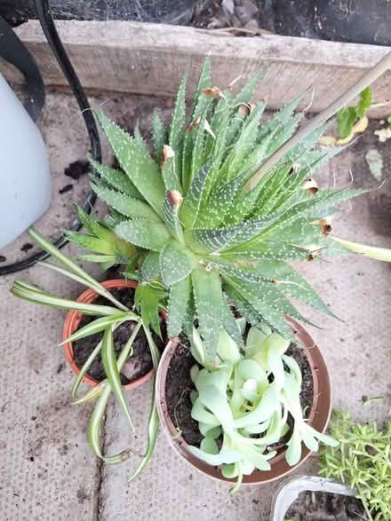 Photo of free Plants #3 (Birkenhead) #1