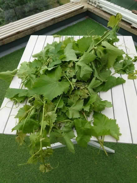 Photo of free Vine leaves (RG4) #1