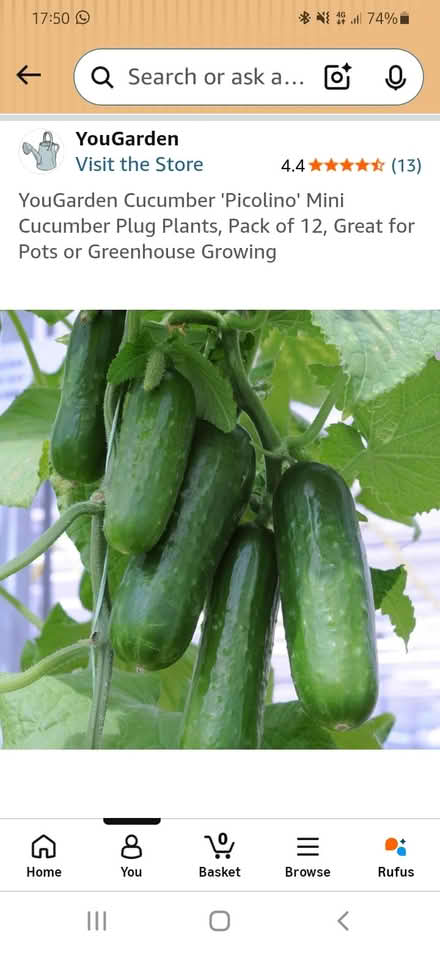 Photo of free Mini cucumber plug plants x 6 (Tonbridge TN9) #1
