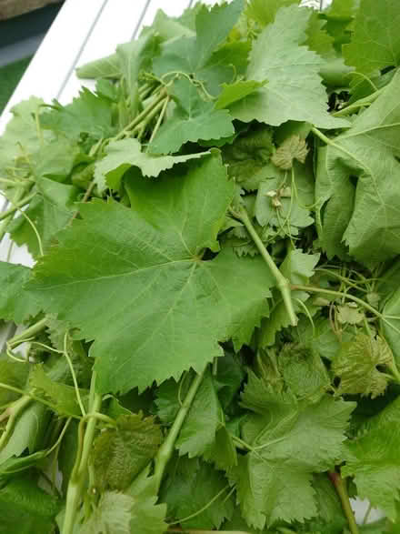 Photo of free Vine leaves (RG4) #2