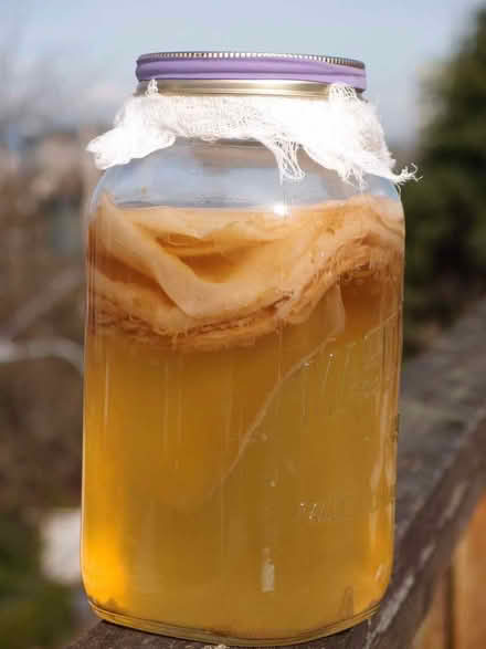 Photo of free Kombucha scoby (Oxford OX3 9QN) #1