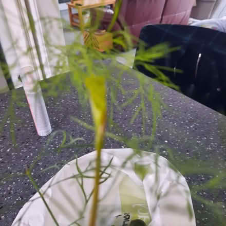 Photo of free Dill (Southport PR9) #1