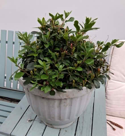 Photo of free Potted Azalea (Portchester PO16) #1