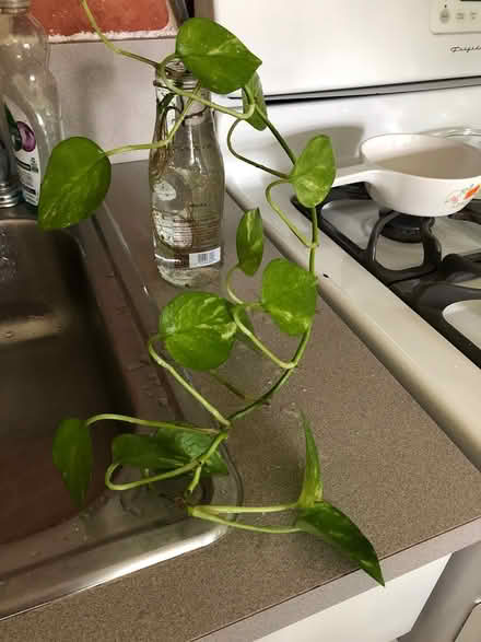Photo of free Philodendron Cuttings (Sea Cliff, NY) #2