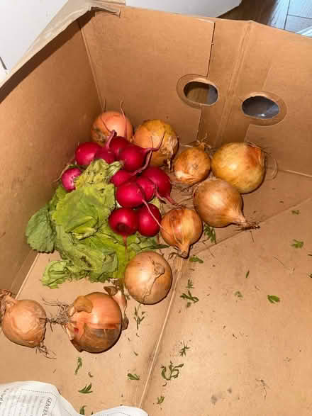 Photo of free Radishes and onions (ha28qz) #1