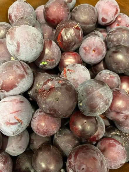 Photo of free very ripe plums (Lawrence/ El Camino Real) #1