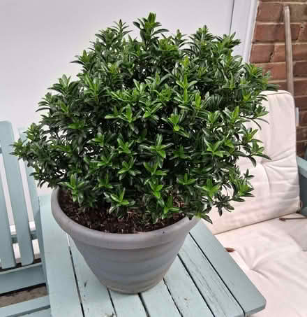 Photo of free Potted Evergreen shrub (Portchester PO16) #1