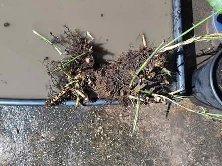 Photo of free Bamboo Root (Heage DE56) #1