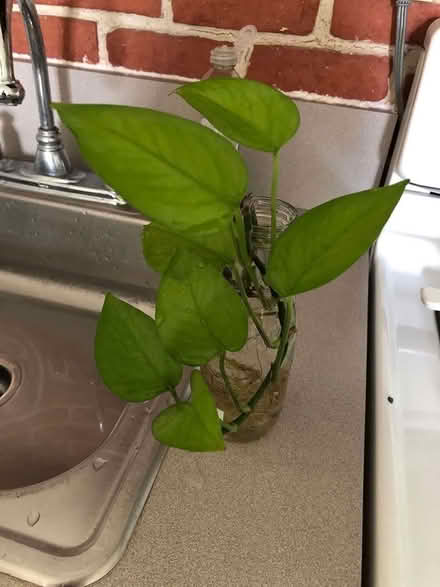 Photo of free Philodendron Cuttings (Sea Cliff, NY) #1