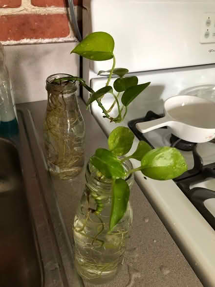 Photo of free Philodendron Cuttings (Sea Cliff, NY) #4