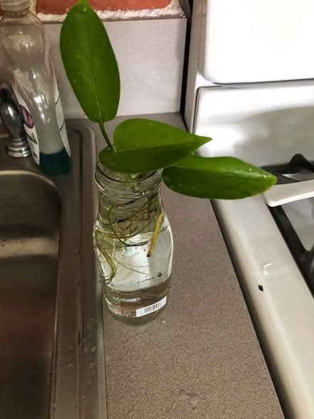Photo of free Philodendron Cuttings (Sea Cliff, NY) #3