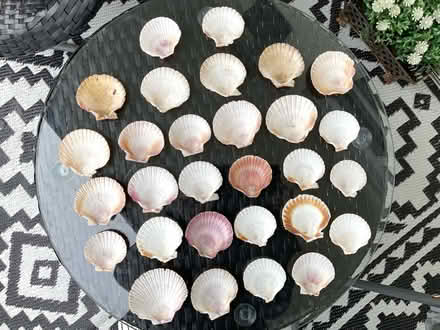 Photo of free Scallop Shells (North Shields Fish Quay NE29) #2