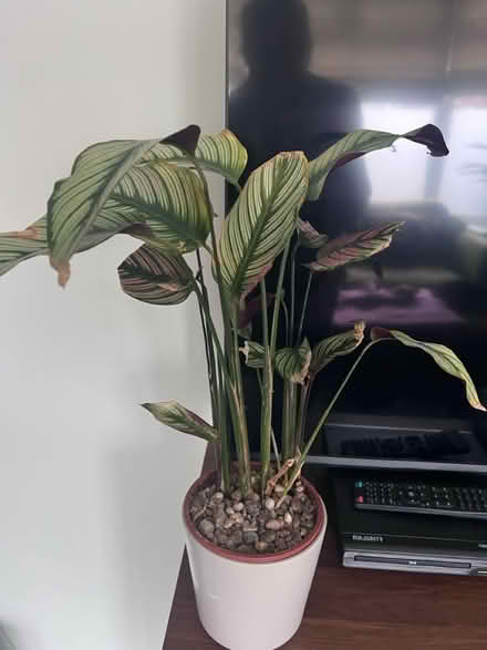 Photo of free House plants x 3 (West Bridgford NG2) #1