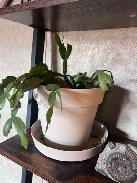 Photo of free House plants x 3 (West Bridgford NG2) #2