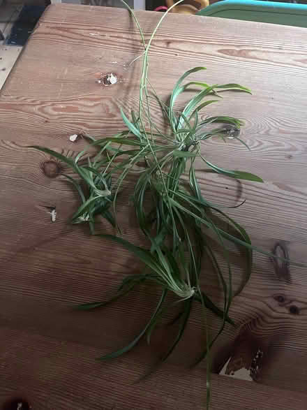 Photo of free Baby spider plants (Cambridge CB1 (Romsey)) #1