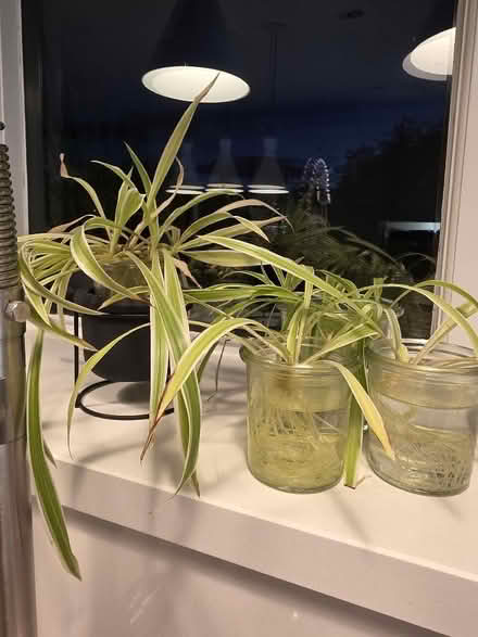 Photo of free Spider plants *still more to give away!* (Crag Bank LA5) #1