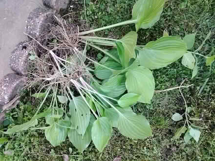 Photo of free Hostas (20876) #2