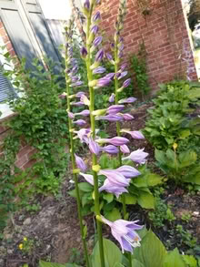 Photo of free Hostas (20876) #1