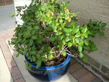 Photo of free Azalea plant (Harrogate, HG1) #2