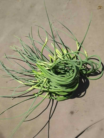 Photo of free Garlic scapes (Glen Rock) #1