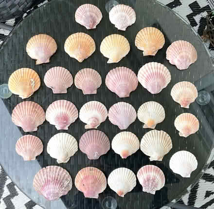 Photo of free Scallop Shells (North Shields Fish Quay NE29) #1