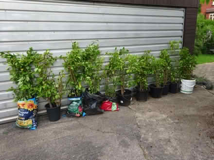 Photo of free Griselinia Hedging (Cheadle Hulme SK8) #1