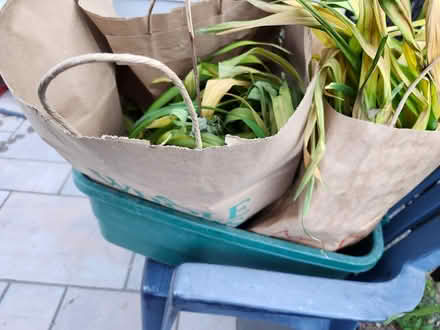 Photo of free Day lilies orange/yellow (Wellington Village) #1