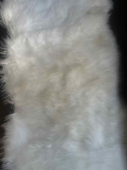 Photo of free Rug (E8 4pt) #2