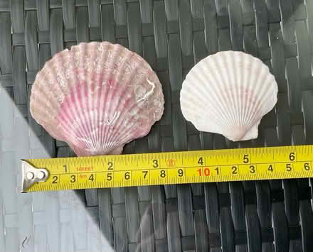 Photo of free Scallop Shells (North Shields Fish Quay NE29) #3