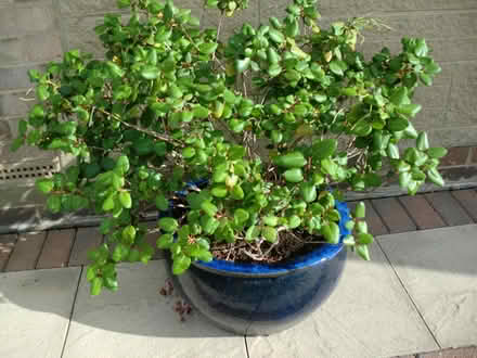 Photo of free Azalea plant (Harrogate, HG1) #1