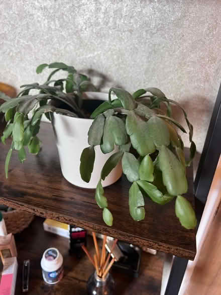 Photo of free House plants x 3 (West Bridgford NG2) #3