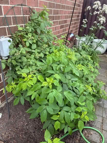 Photo of free Raspberry plant (Elmhurst (Rt 83 & St. Charles)) #1