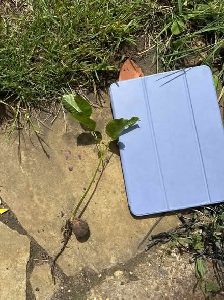 Photo of free Tiny walnut sapling (Sanderstead) #1