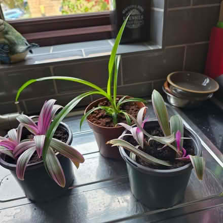 Photo of free Young tradescantia and non variegated spider plant (Clive Vale TN35) #1