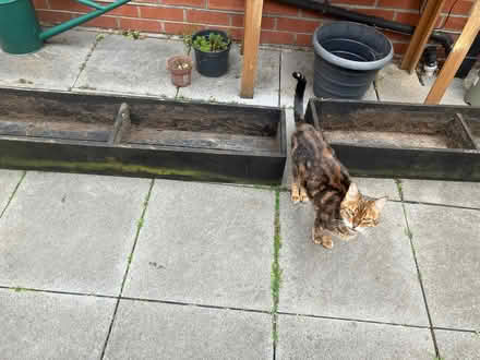 Photo of free Wooden planters (Birchgrove CF14) #2