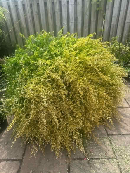 Photo of free Shrub (Dronfield Woodhouse S18) #1