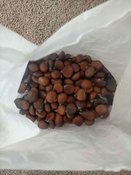 Photo of free sweet chestnuts (Heald Green SK8) #1