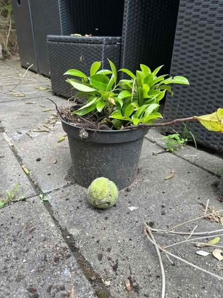 Photo of free Laurel saplings (Sanderstead) #1