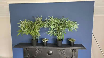 Photo of free Fake plants from ikea (Donnybrook) #1