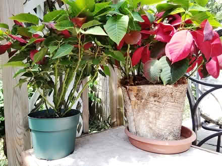 Photo of free poinsettias still in bloom (East of Scarborough Golf Club) #1